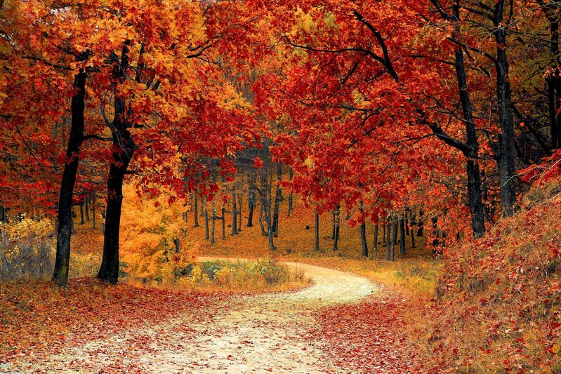 a path through autumn leaves